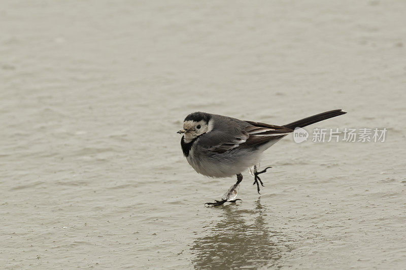 冬季白鹡尾(Motacilla alba)